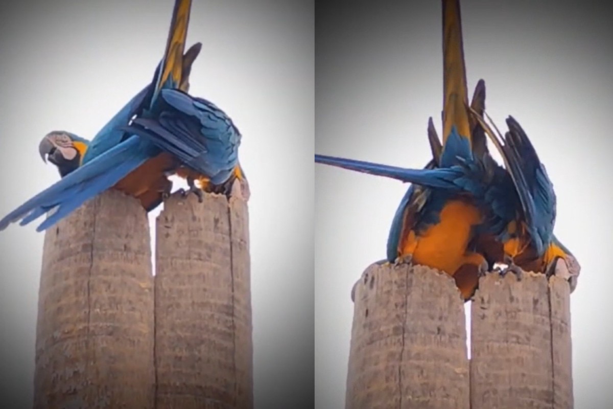 VÍDEO: Araras-canindés são flagradas acasalando no topo de árvore seca em MS