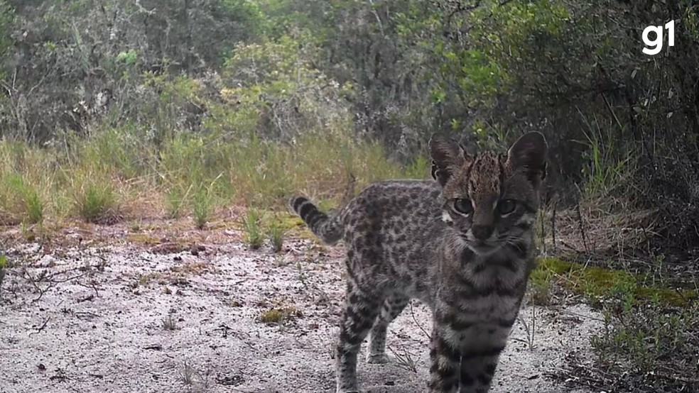 Menor felino selvagem do Brasil, gato-do-mato-pequeno é registrado em Porto Alegre — Foto: Felipe B. Peters/Felinos do Pampa