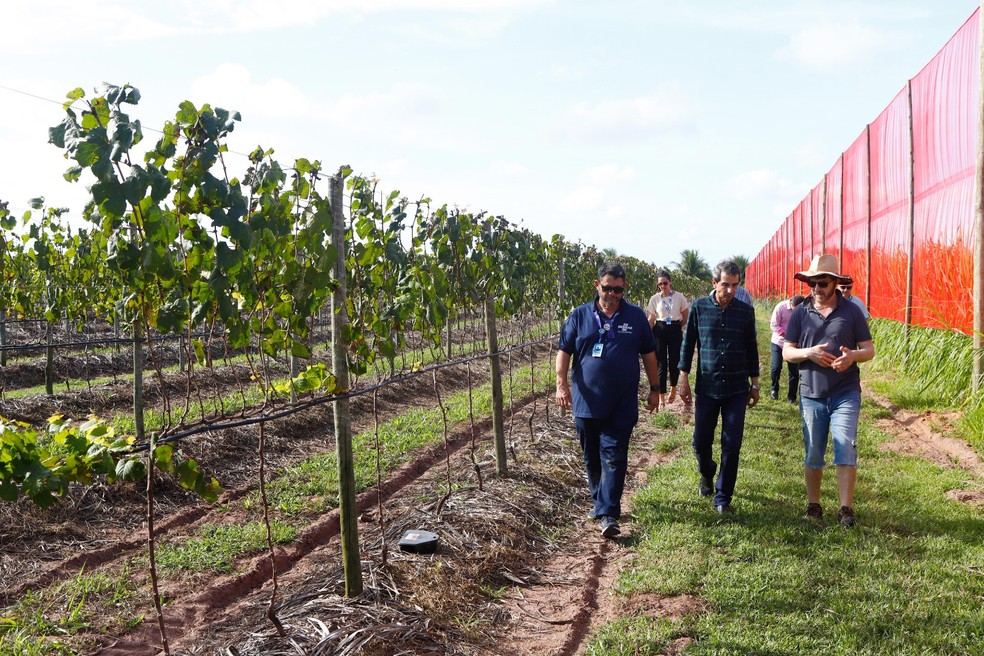 Equipe do Sebrae visita plantação de uvas de produtor que iniciará fabricação de vinhos no RN — Foto: Moraes Neto/Sebrae