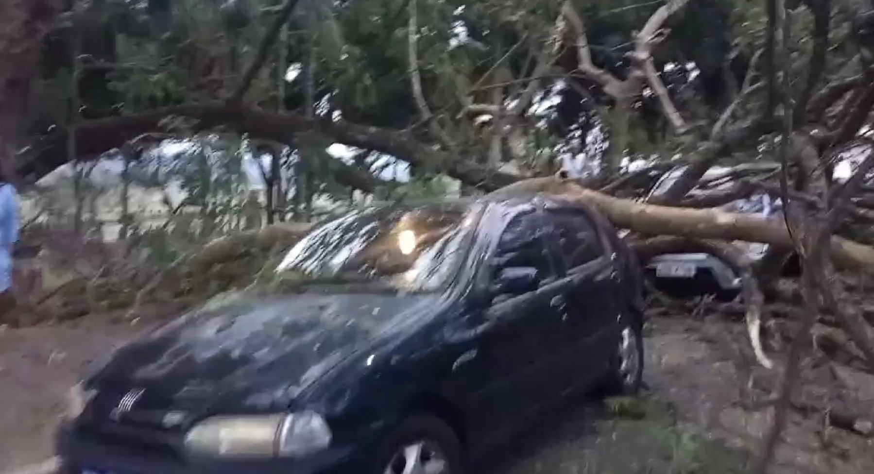 Árvore de grande porte cai e atinge três carros em São José dos Campos, SP