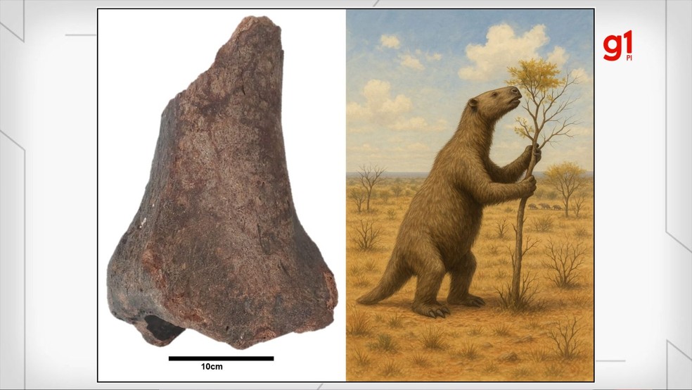 Fóssil de preguiça-gigante de 33 mil anos é identificado no Piauí — Foto: Divulgação/UFPI