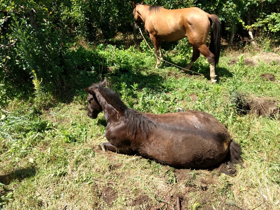 Cavalo cai em bueiro aberto e fica apenas com as patas traseiras para fora  - Gerais - Estado de Minas