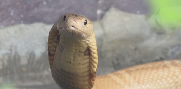 Cobra jararaca faz 'surpresa' para mulher no litoral de SP e