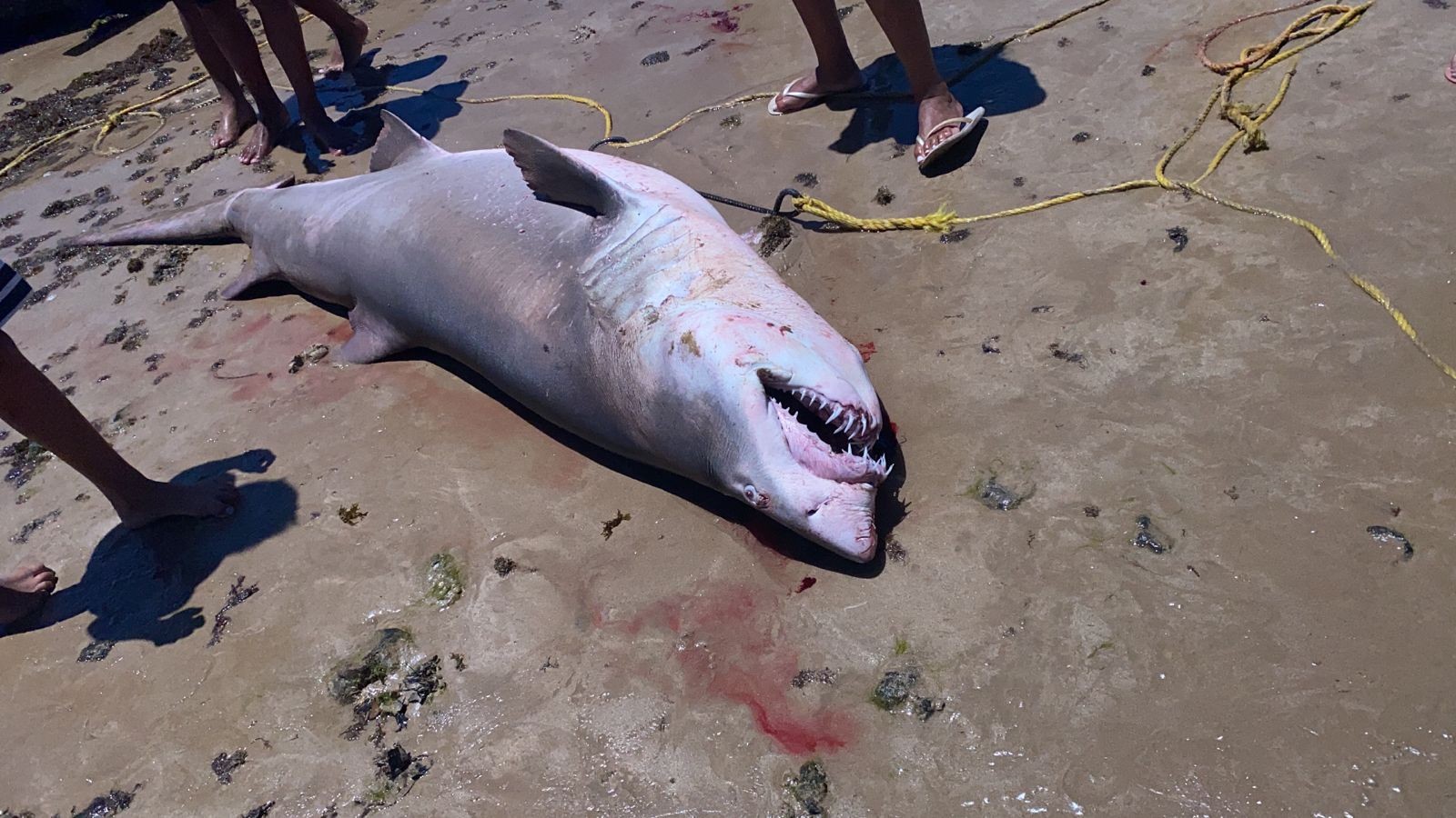 VÍDEO: Tubarão criticamente ameaçado de extinção aparece morto em praia do ES