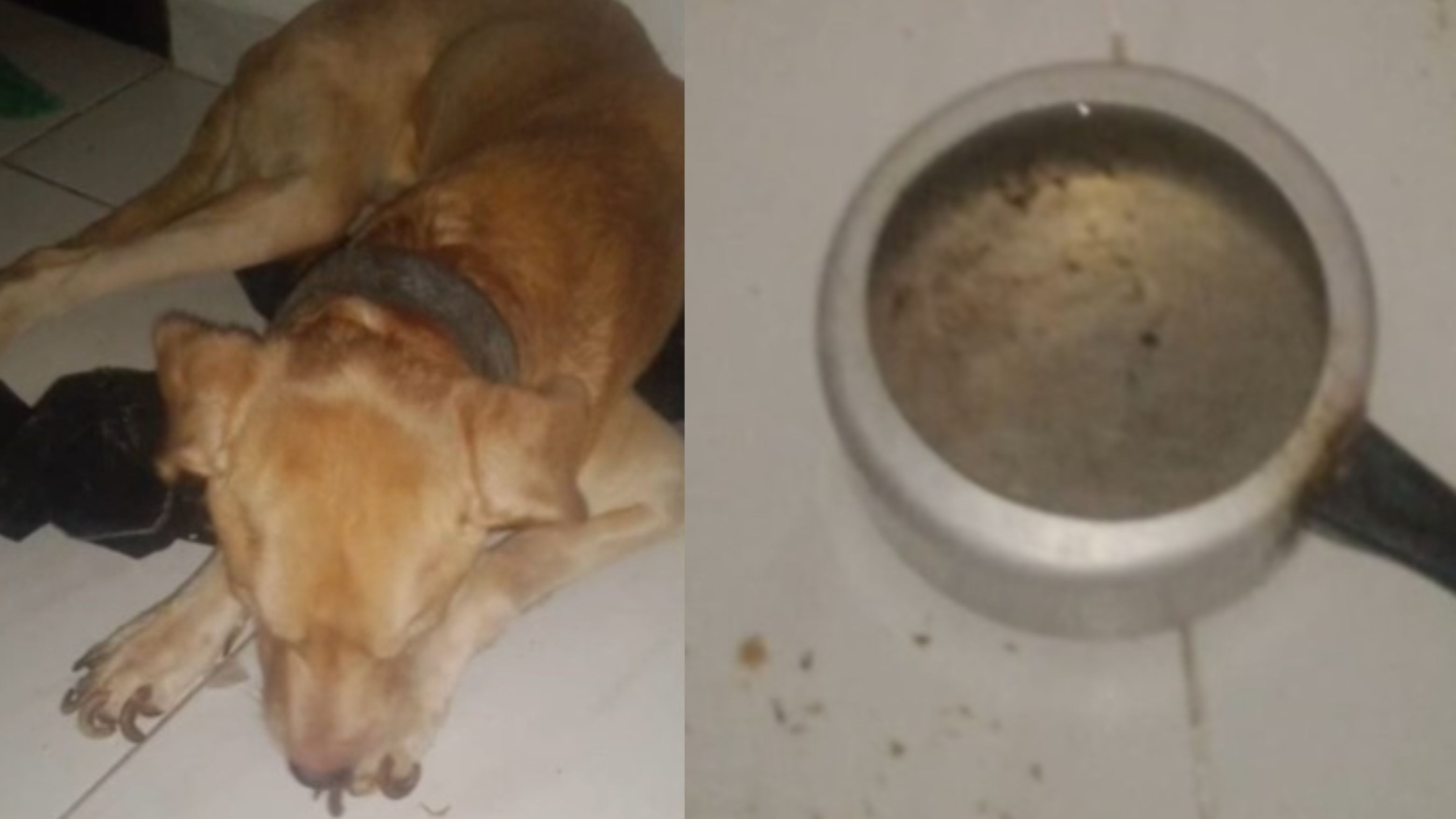 Mulher é presa por maus-tratos a cachorro, em Campina Grande 