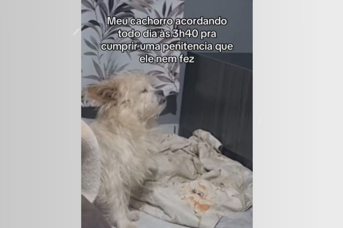 VÍDEO: Cachorro 'dorme em pé' para  acompanhar live do Frei Gilson com tutoras durante a madrugada, no PR