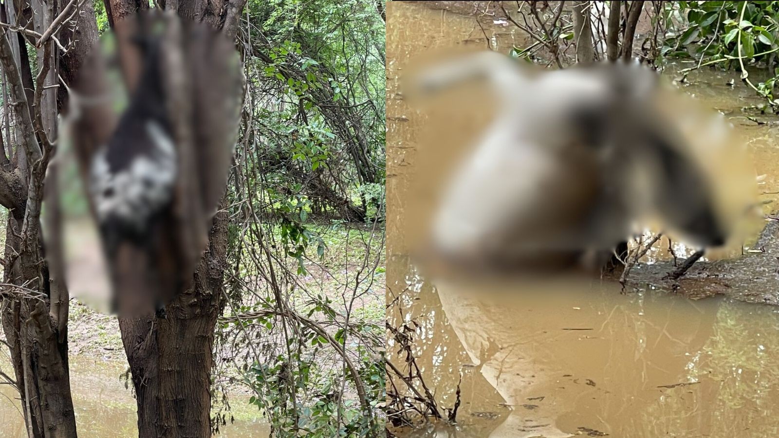 Corpos de ovelhas são encontrados presos em árvores após forte chuva no Piauí: ‘60 morreram’, diz criador