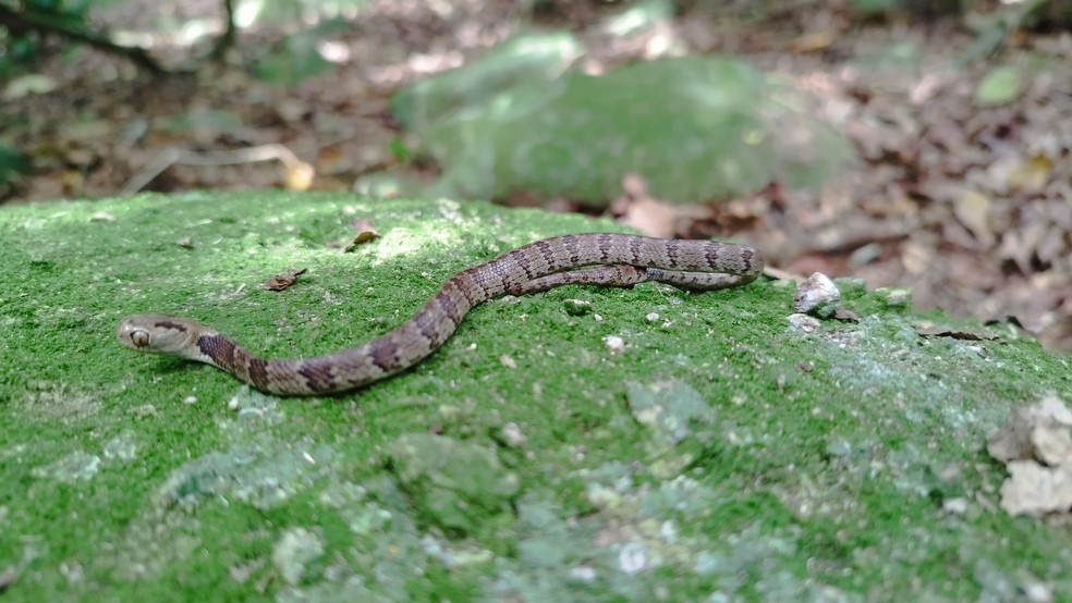 Além da jararaca-ilhoa, endêmica na Ilha da Queimada Grande, cobra dormideira é outra espécie do local — Foto: Instituto Butantan