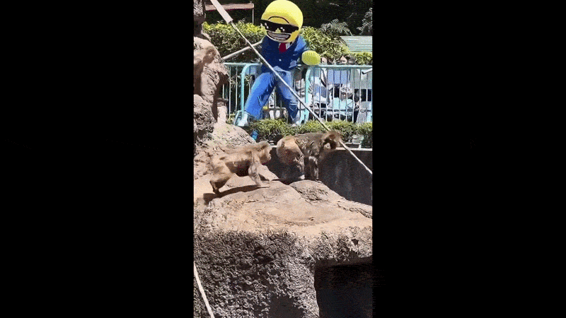 Macaco Punch: americano fantasiado é preso após invadir área restrita e tentar se aproximar do filhote