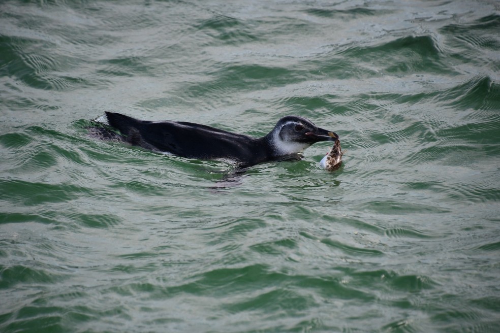 Pinguim na orla do Rio — Foto: André Cecília/Instituto Mar Urbano