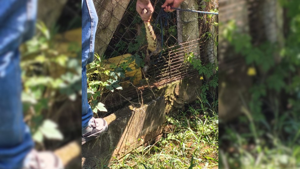 2 de 2
Filhote de jacaré é resgatado em Bastos — Foto: Defesa Civil / Divulgação