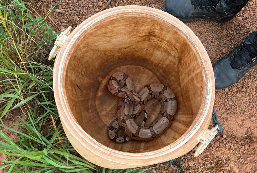 Animal foi levado com segurança e solto em uma área de mata longe da cidade — Foto: Corpo de Bombeiros