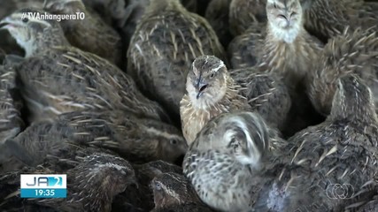 Confira os destaques do Globo Rural deste domingo (26)