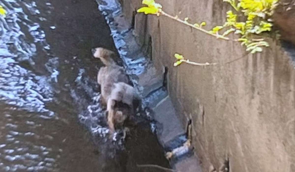 Cachorro é resgatado dentro de córrego Itapeva, na Avenida 31de Março, em Piracicaba