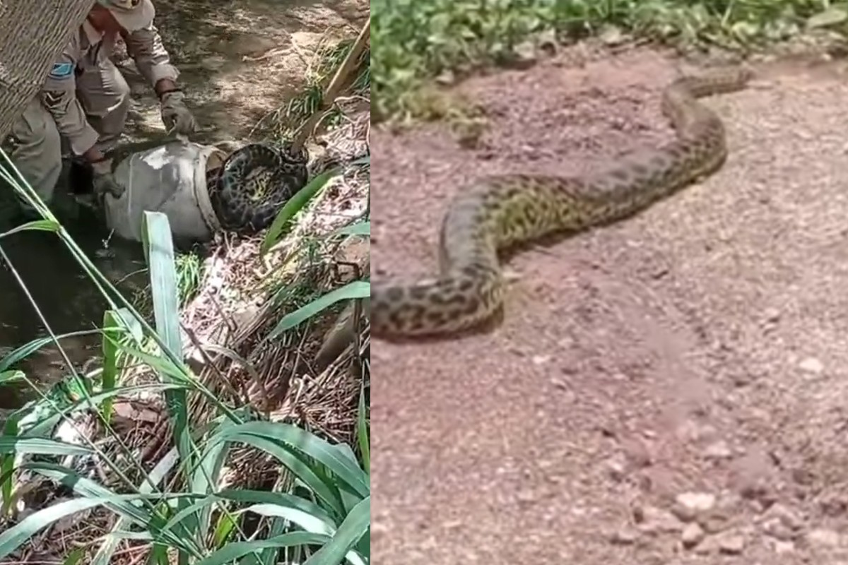 VÍDEO: sucuri gigante causa correria no resgate, atrai curiosos e mobiliza bombeiros em Corumbá