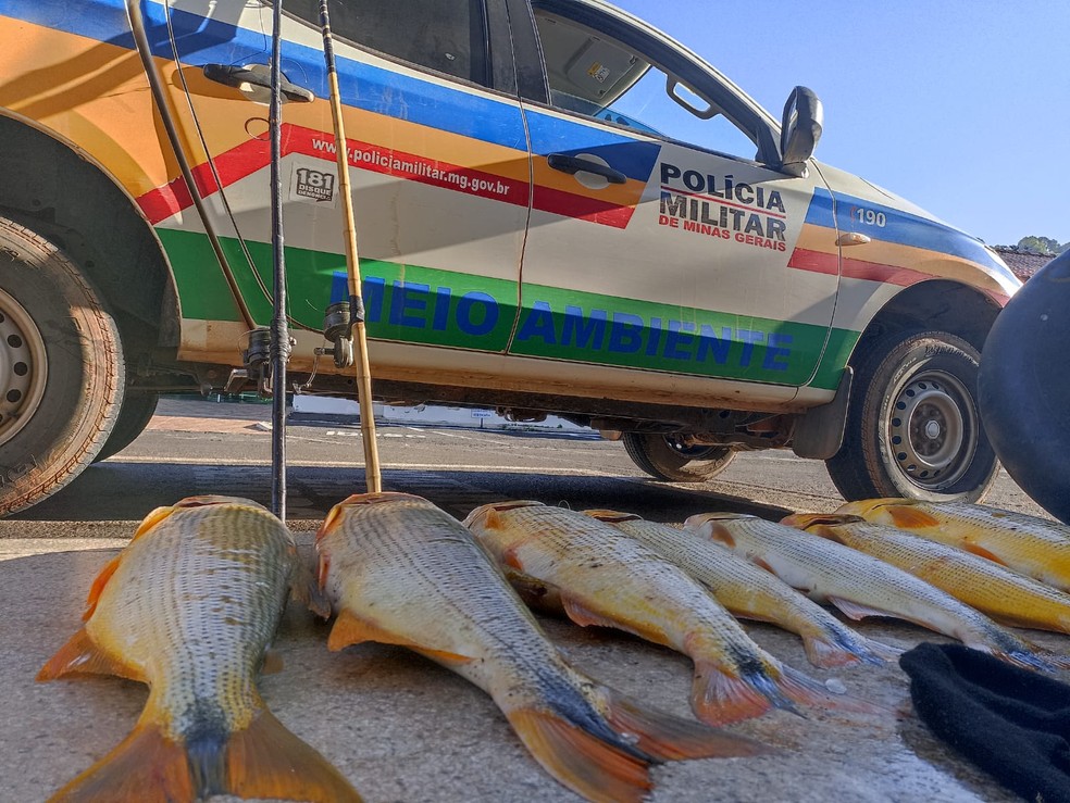 PM realiza operação de combate à pesca em área proibida e apreende 33 quilos de peixe em Perdões (MG) — Foto: Divulgação/Polícia Militar de Meio Ambiente 