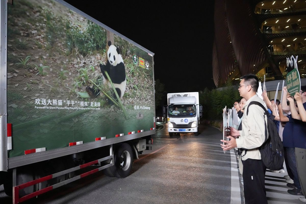 'Diplomacia do Panda' Após encontro de Xi e Trump, China envia dois pandas-gigantes para zoológico nos EUA