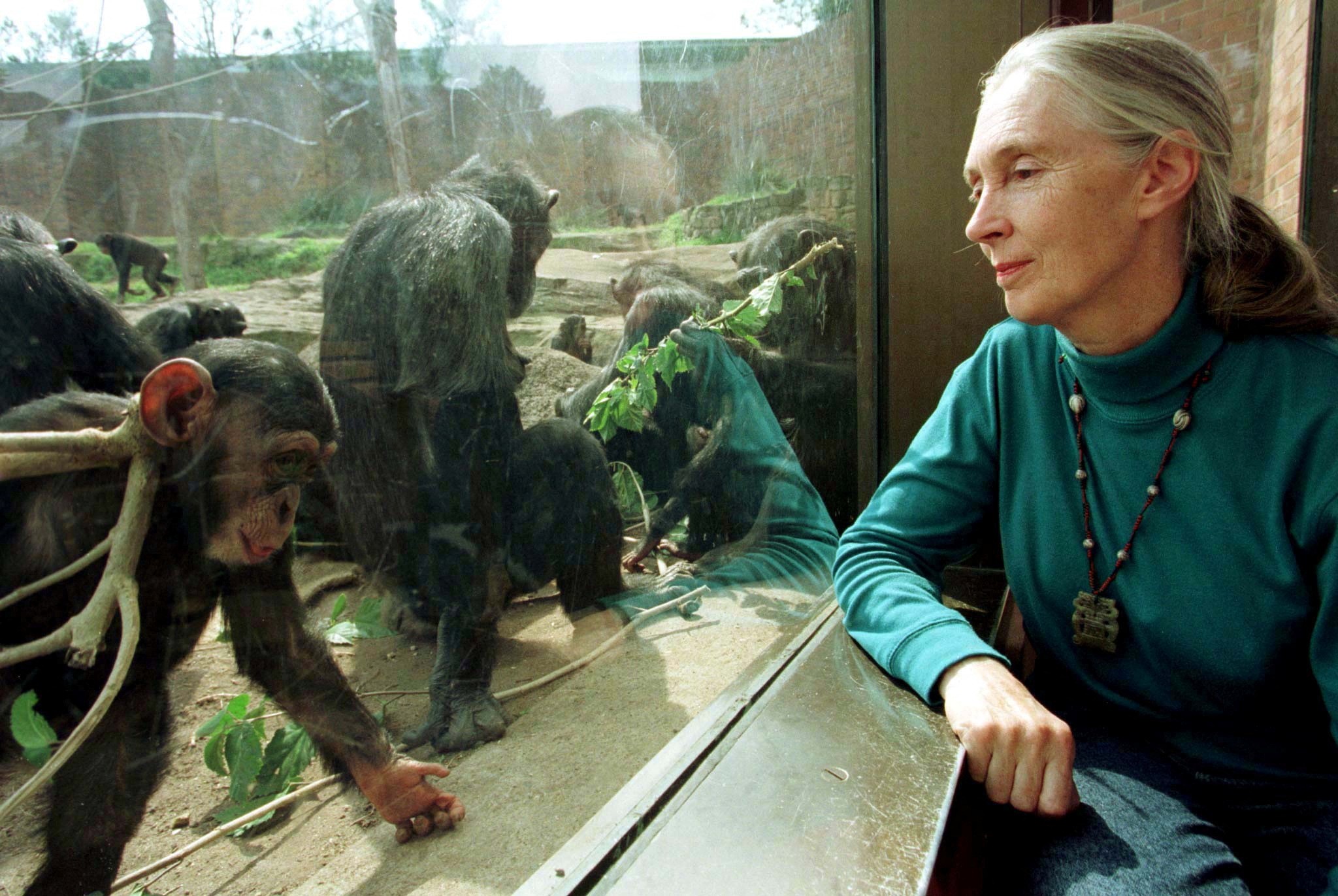 Jane Goodall, referência mundial na defesa do meio ambiente, morre aos 91 anos