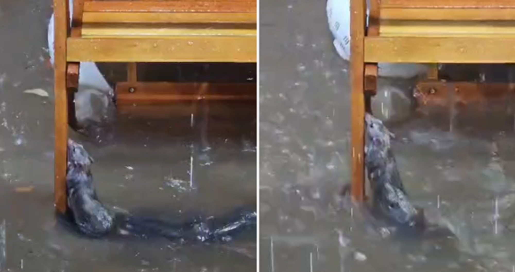 É #FATO: Vídeo mostra rato se segurando em cadeira de bar durante temporal em Juiz de Fora