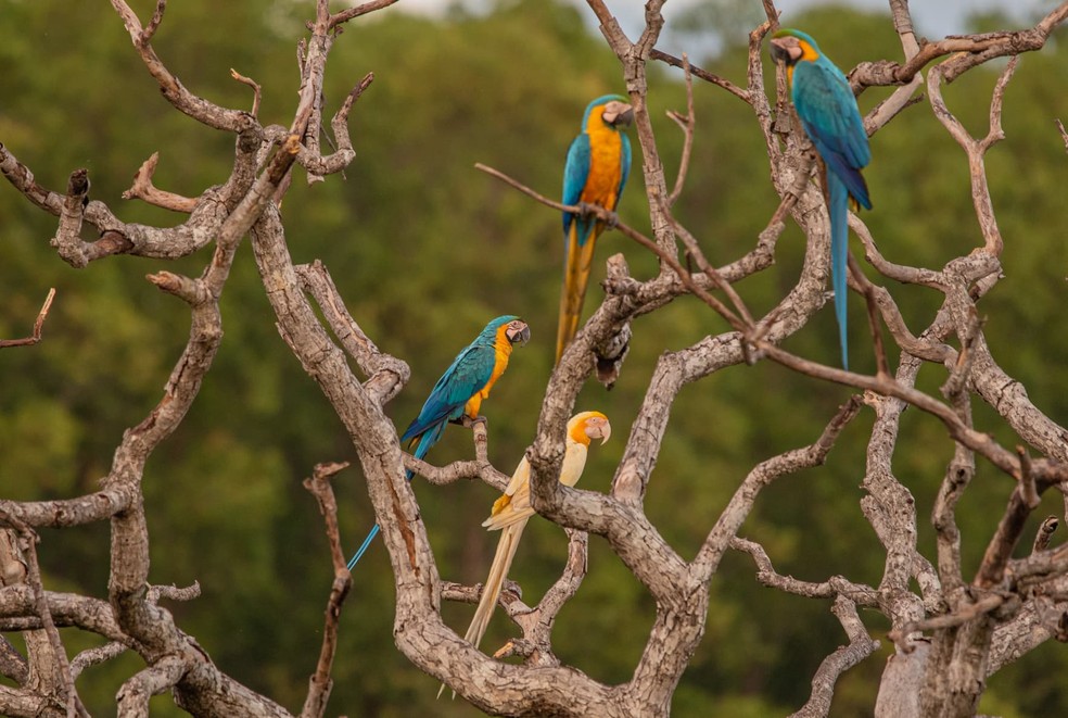 O lutinismo acontece por causa de um gene recessivo, que só se manifesta quando o filhote herda uma cópia desse gene de cada um dos pais — Foto: Clóvis Cruvinel