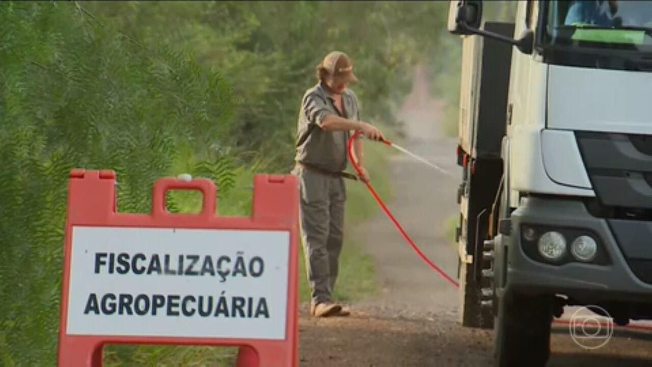 Ministério da Agricultura descarta 3 casos suspeitos de gripe aviária em MT, SE e RS; 3 estão em análise