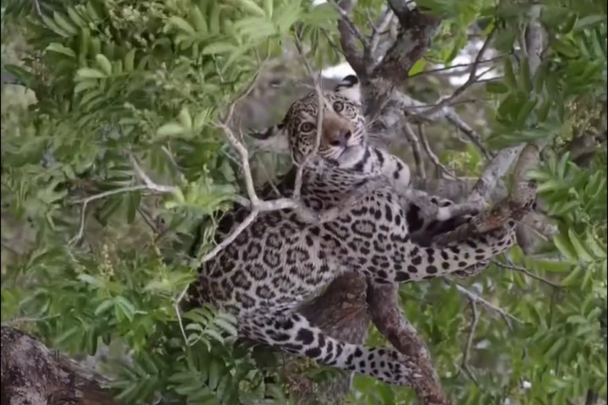 Filhote de onça-pintada se aventura ao se equilibrar no alto de árvore no Pantanal; veja vídeo