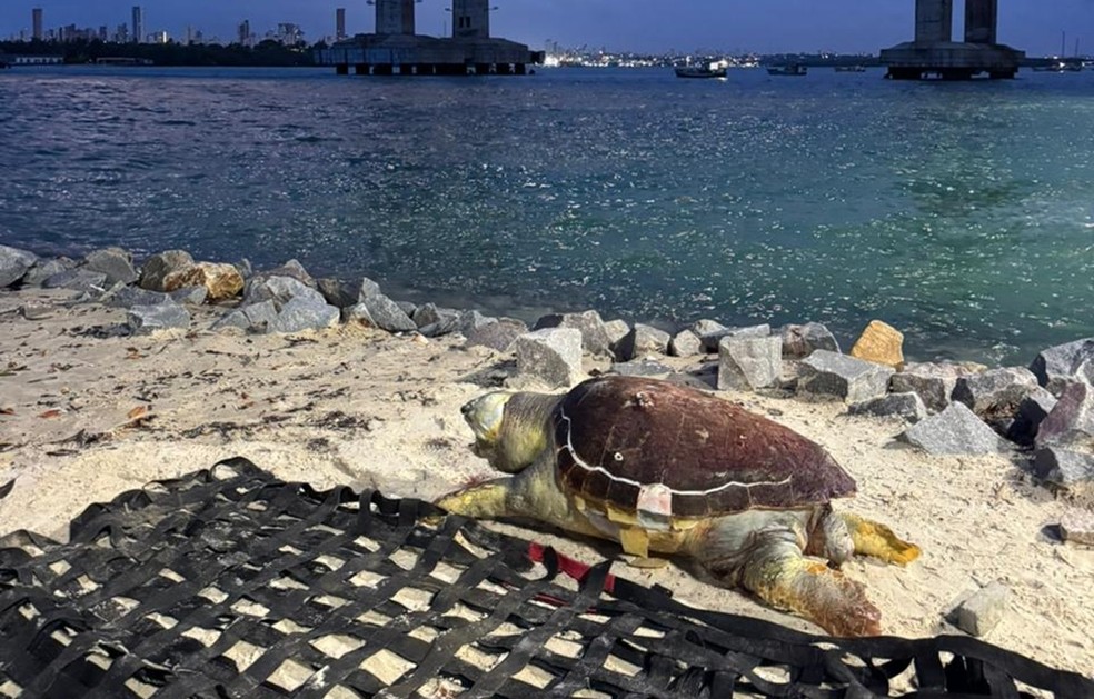 Tartaruga encontrada morta na praia da Redinha, na Zona Norte de Natal — Foto: Cemam/Divulgação