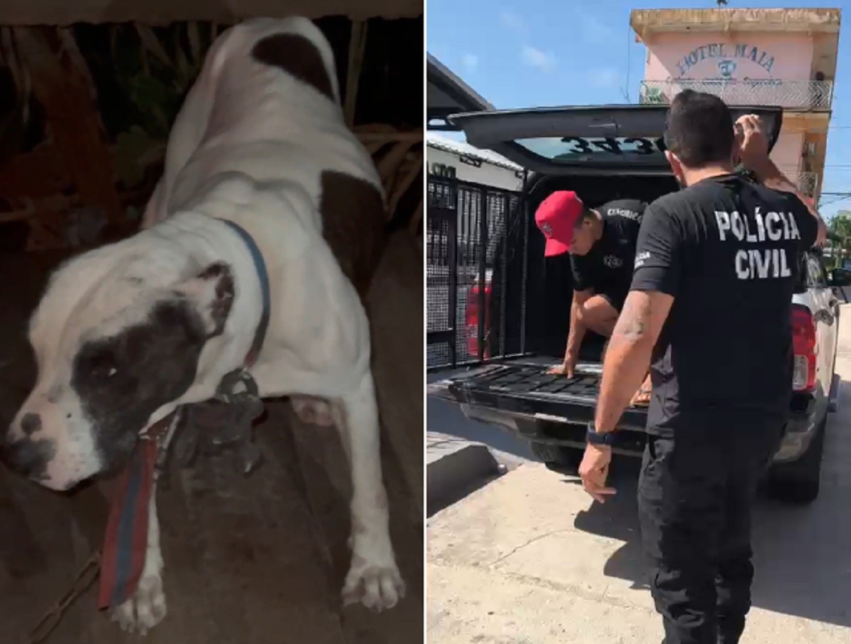 Maus-tratos: homem é preso suspeito de manter cachorro amarrado e exposto ao sol em Anajás, no Marajó