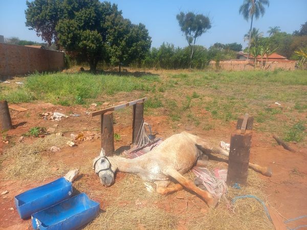 Cavalo em situação de maus tratos é resgatado em Cerqueira César