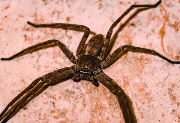 Picada De Aranha Caranguejo Japones