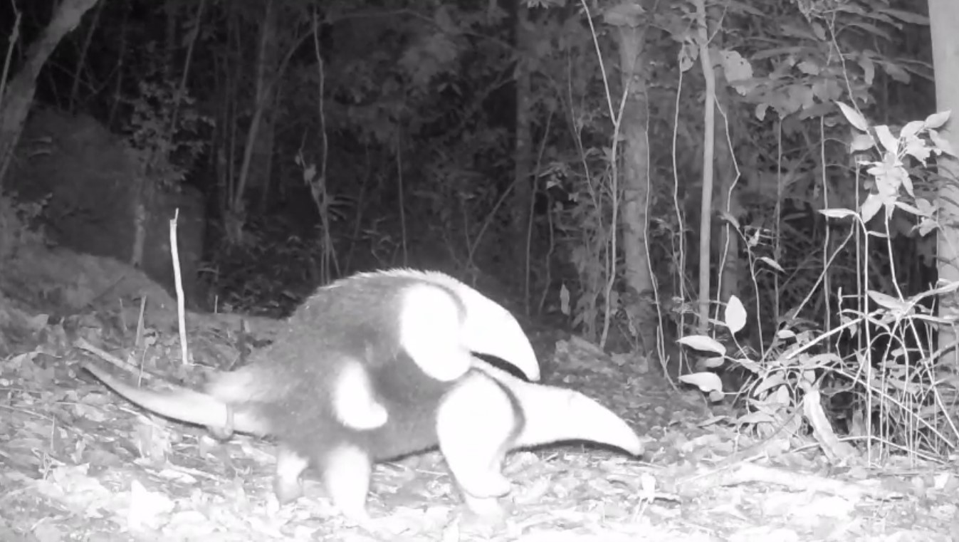 Morador cria projeto e flagra onças, gavião caçando cobra e a 