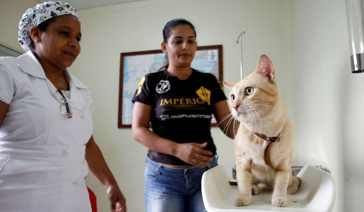 Manaus abre agendamento para castração gratuita de cães e gatos; veja como participar