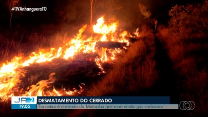 Além dos incêndios, desmatamento também afeta o ecossistema da Ilha do Bananal