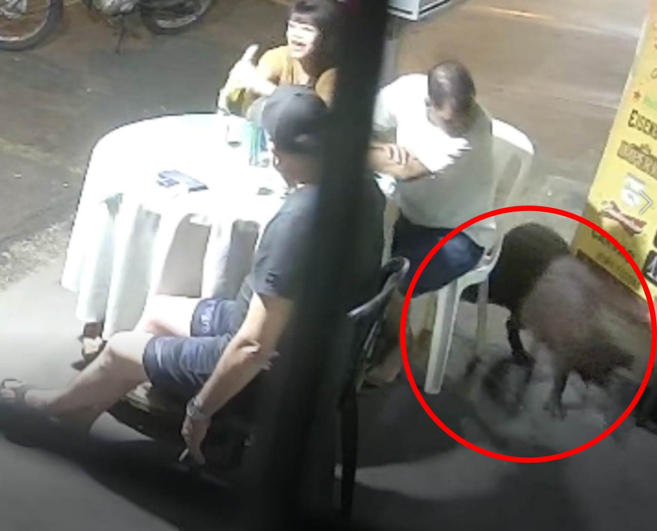 VÍDEO: grupo de amigos é surpreendido por capivara durante 'saideira' em bar no interior de SP