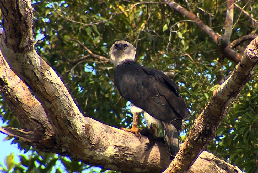 Harpia flagrada pelas câmeras do TG no sul do Pará