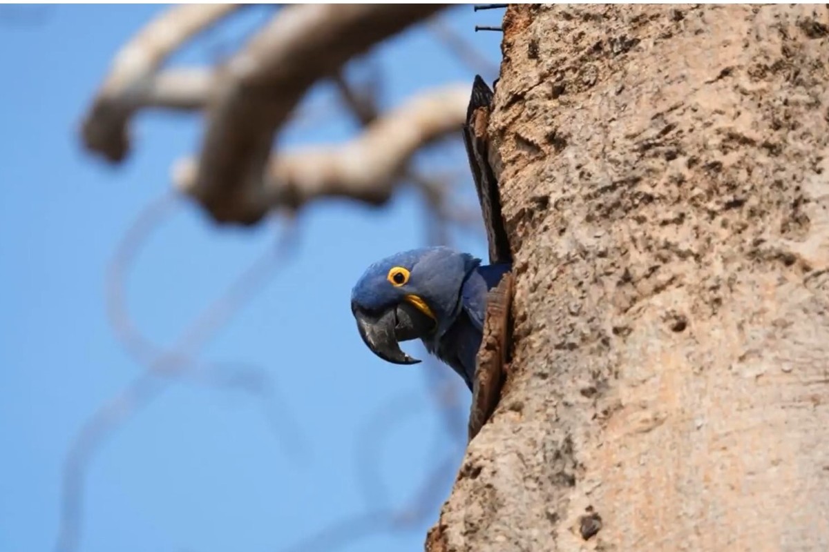 Arara-azul é reconhecida como ave símbolo de MS