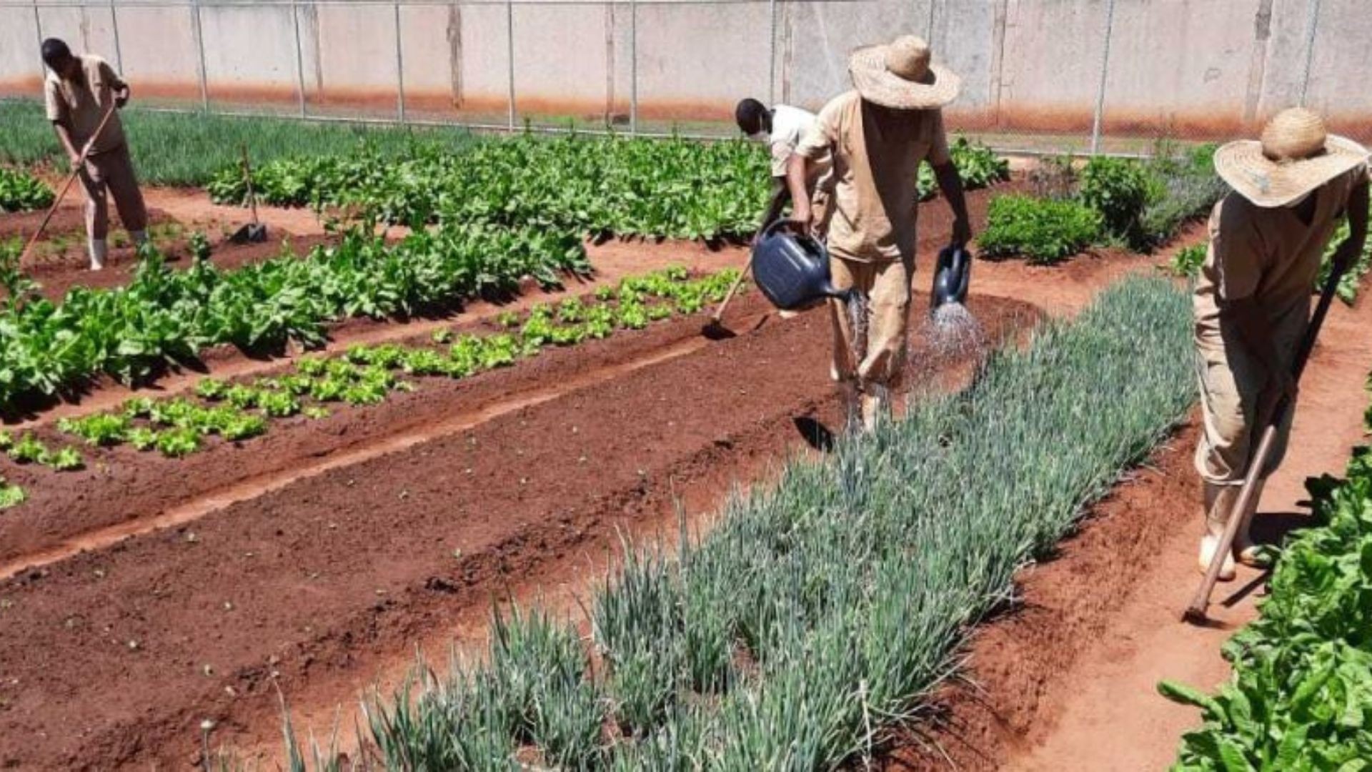 Detentos cultivam horta e produzem toneladas de hortaliças no interior de SP; parte é doada para instituições assistenciais