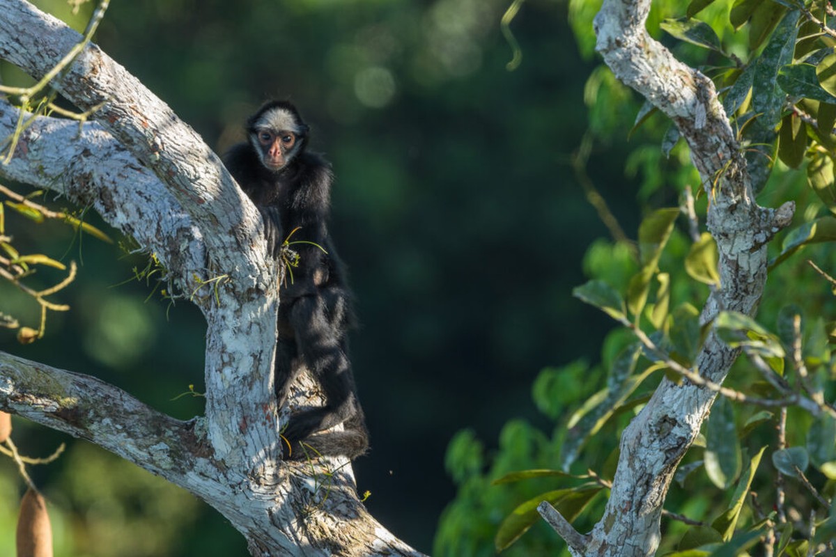 Macaco-aranha Testa Branca – Agência Municipal de Turismo, Eventos
