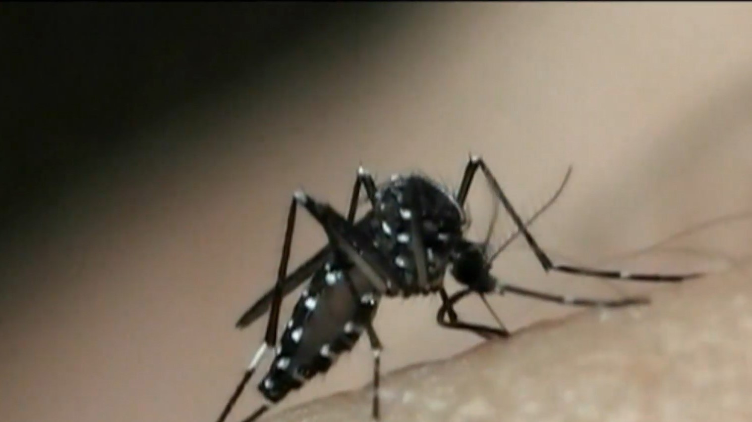 Votuporanga confirma casos de variante da dengue desaparecido há 15 anos e gera alerta para epidemia