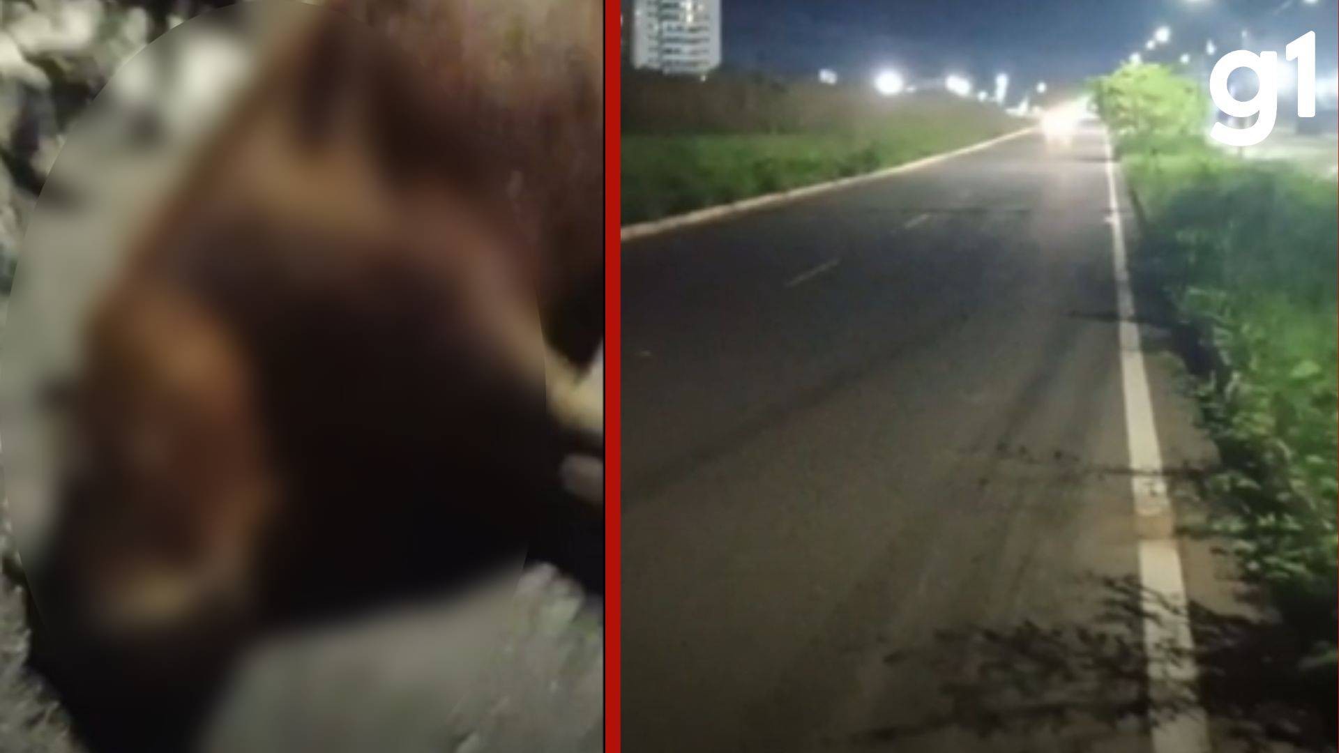 VÍDEO: capivara é encontrada morta após possível atropelamento em avenida de Cuiabá
