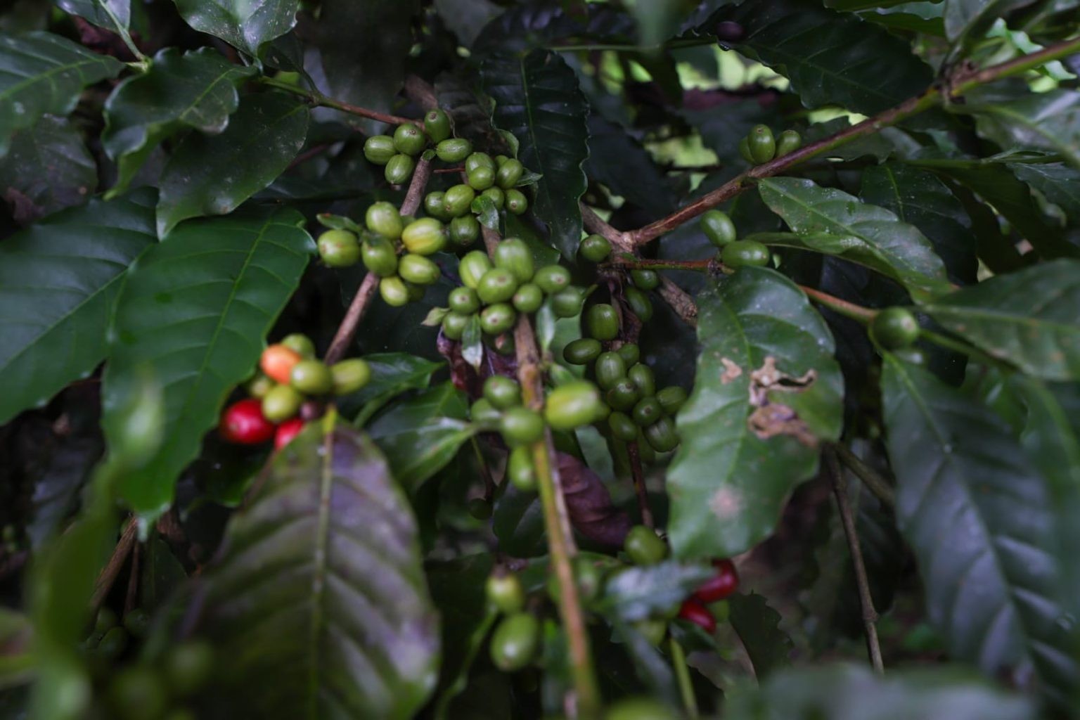 Amazonas Impulsiona Café Local em Compras Públicas e Goiás Observa