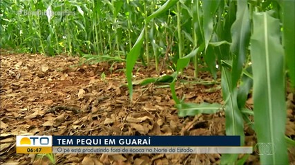 Pequizeiro chama a atenção em Guaraí por produzir frutos fora da época