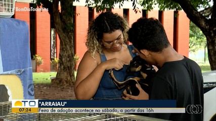 Arraiau com doação de cães e gatos será realizado em Palmas