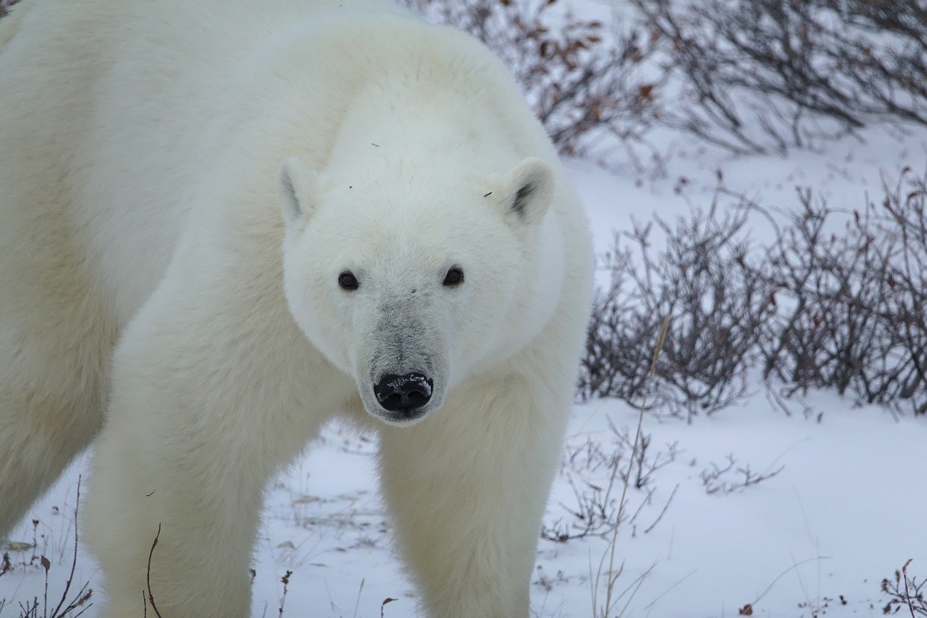 Fauna canadense: onde encontrar os animais mais icônicos em seu habitat natural