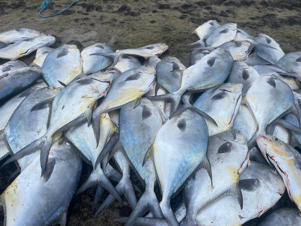 Pescadores capturam mais de 7 toneladas de peixes em Galinhos — Foto: Reprodução