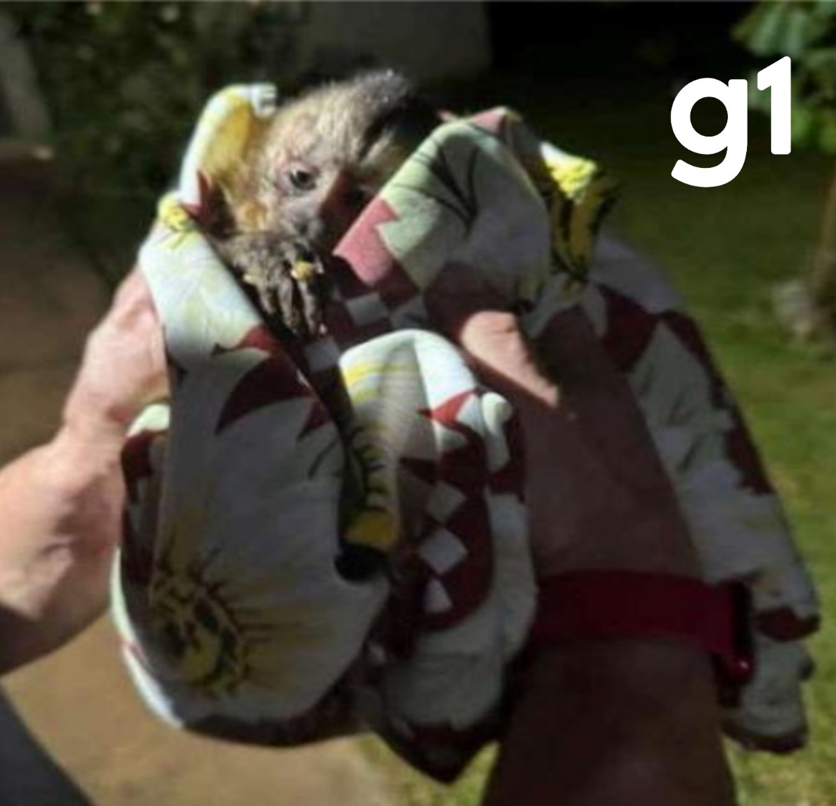 Médico que resgatou macaco-prego com pata amputada tenta guarda após animal ser apreendido pelo Ibama em MT