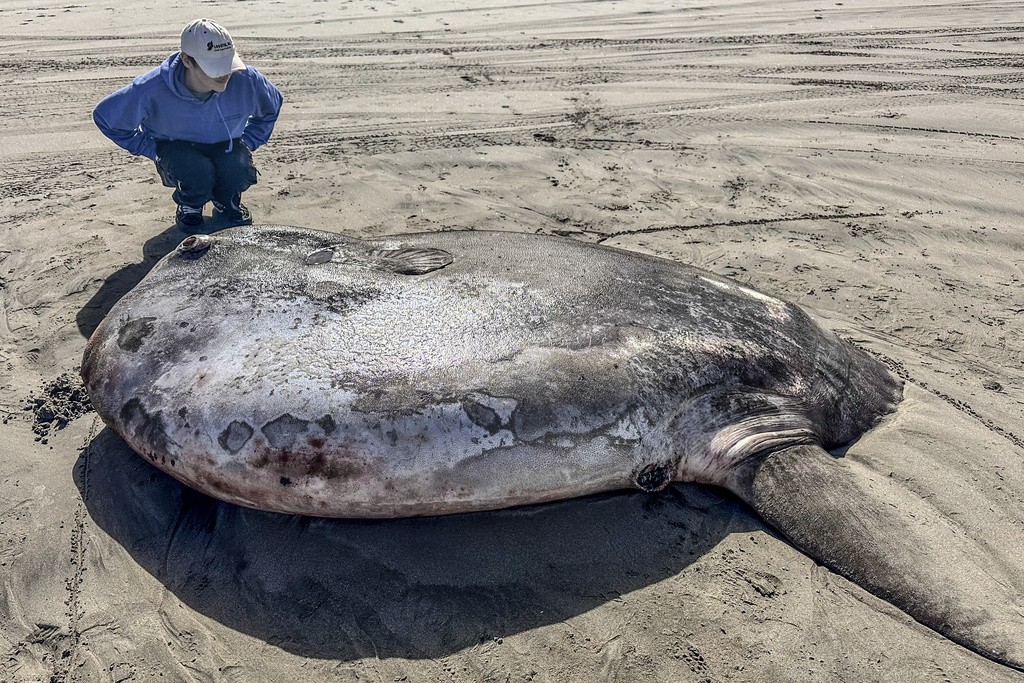 Peixe-lua gigante: animal encontrado nos EUA pode ser o maior da espécie já registrado, diz pesquisadora; veja fotos