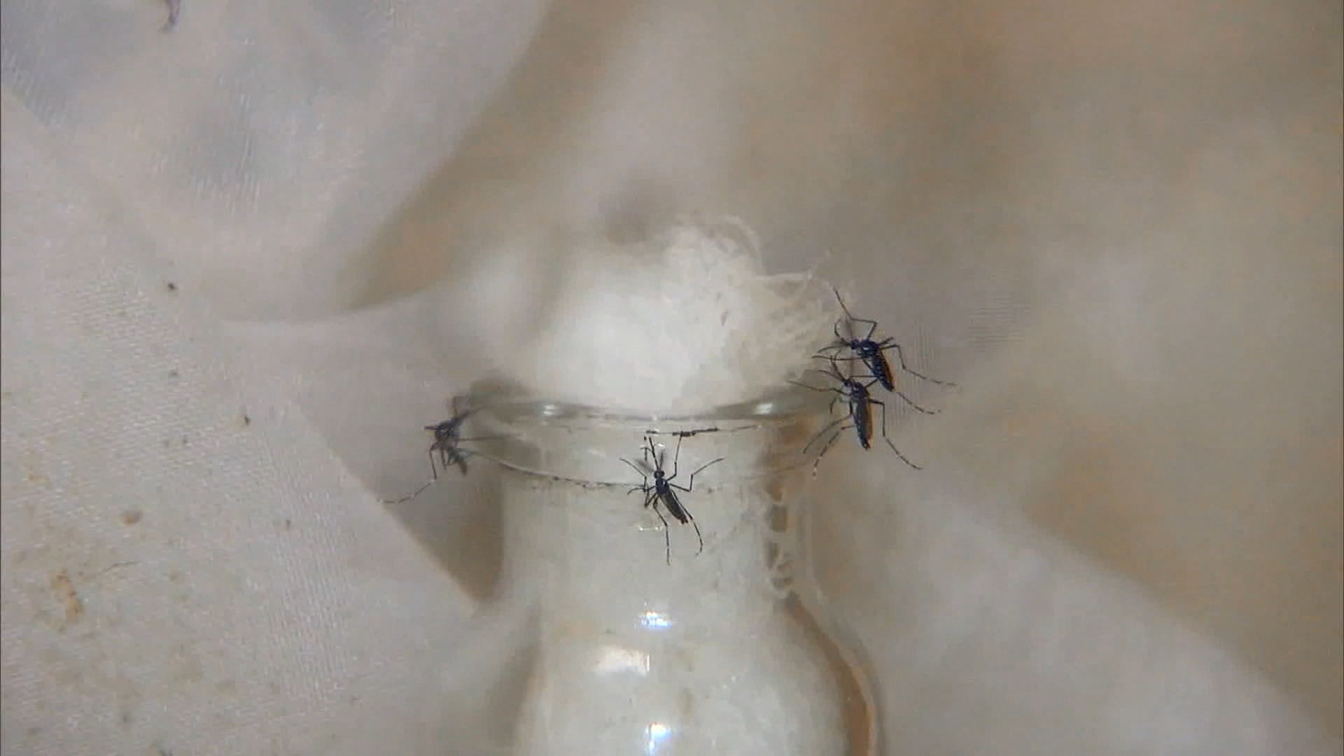 Uberlândia já registra mais mortes por dengue em 2025 do que em todo o ano passado