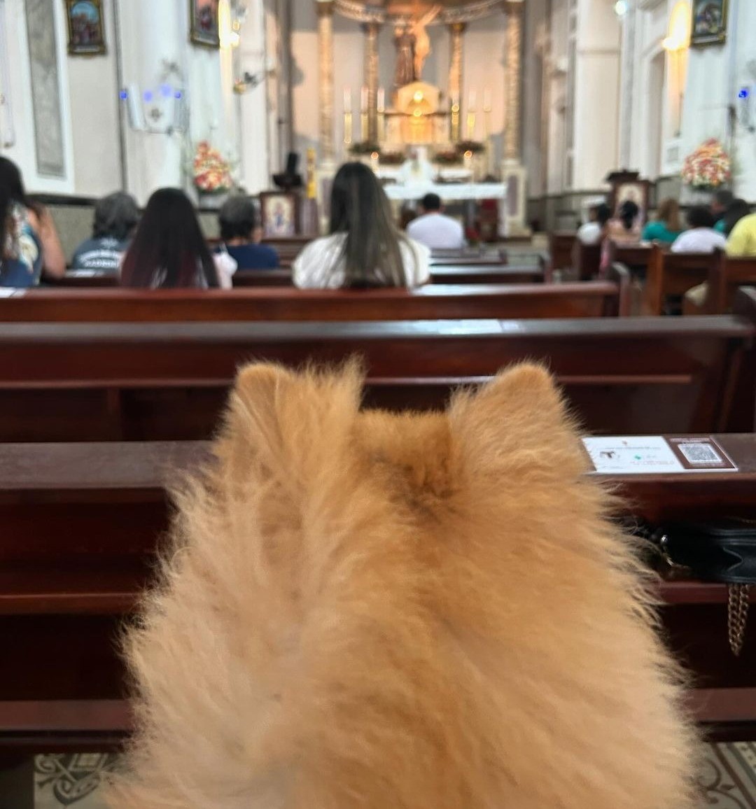 Animais vão à missa e recebem benção em Belém: 'nós tutores nos sentimos muito acolhidos'