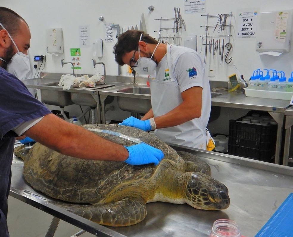 Tartaruga-verde passou por necropsia após eutanásia em SC — Foto: PMP-BS/ Divulgação